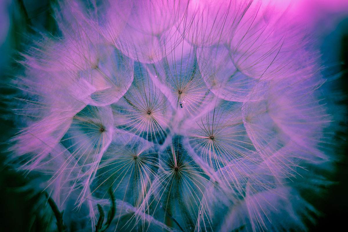 Pusteblume 2 Healing